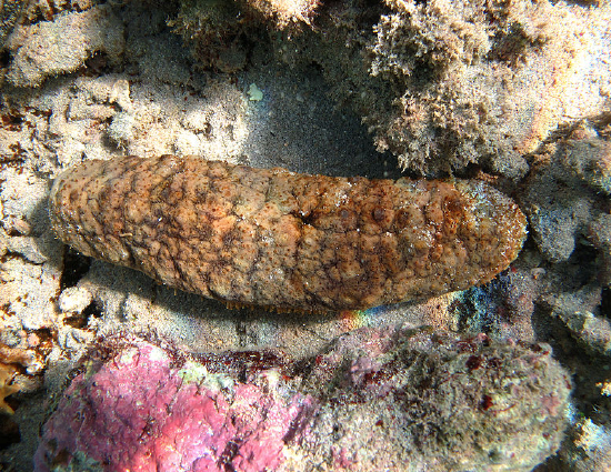 Actinopyga echinites (Sea Cucumber)